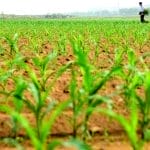 Știri de azi | Plăţile finale în Campania 2024 sunt acum autorizate de APIA - Știri de azi | 