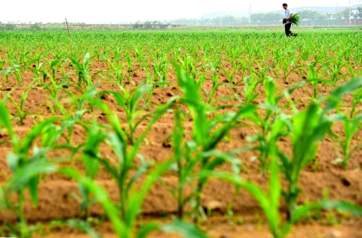 media-172000432301502500.jpg - Știri de azi Știri de azi | Plăţile finale în Campania 2024 sunt acum autorizate de APIA - Știri de azi |