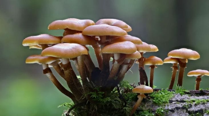 Știri de azi | A fost creat un robot cum am mai văzut numai în filme: Este controlat de o ciupercă comestibilă - Știri de azi | 