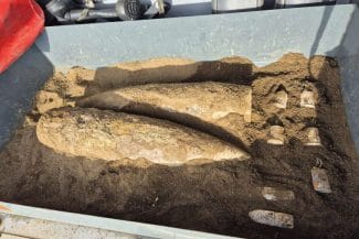 01cf7be6-8e42-4b61-9d8c-a72e553db2c9.jpg - Știri de azi Știri de azi | Iaşi: Salvatorii de la ISU, solicitaţi în trei localităţi pentru ridicarea muniţiei de război neexplodată - Știri de azi |