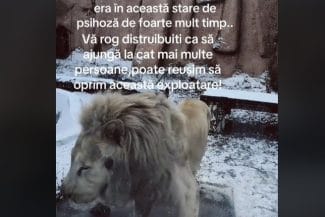 leu-alb-bv.jpg - Știri de azi Știri de azi | Explicaţii ale reprezentanţilor Zoo Braşov după apariţia unor imagini cu leul alb şi afirmaţii conform cărora animalul e ”în stare de psihoză”: Are 21 de ani, o vârstă remarcabilă. Sănătatea lui s-a degradat, însă beneficiază de tratament – VIDEO - Știri de azi |