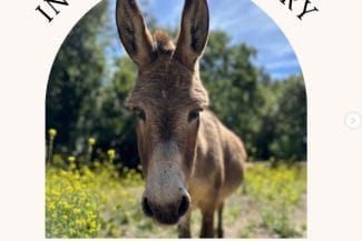 Știri de azi | Măgarul Perry, care a inspirat personajul Donkey din “Shrek”, a murit – VIDEO - Știri de azi | 
