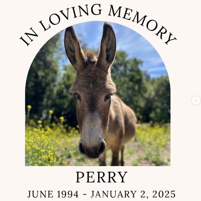 Știri de azi | Măgarul Perry, care a inspirat personajul Donkey din “Shrek”, a murit – VIDEO - Știri de azi | 