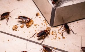media-171669211880979700.jpg - Știri de azi Știri de azi | Uniunea Europeană autorizează utilizarea făinii de insecte - Știri de azi |