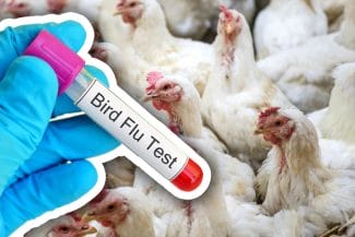 media-172849990423965700.jpg - Știri de azi Știri de azi | Gripa aviară în SUA: OMS minimizează riscurile în urma primului deces - Știri de azi |