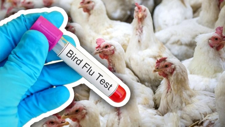 Știri de azi | Gripa aviară în SUA: OMS minimizează riscurile în urma primului deces - Știri de azi | 