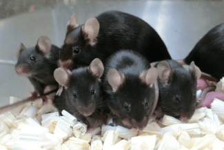 media-173450547696437600.png - Știri de azi Știri de azi | Experiment revoluționar în China: Oamenii de știință au creat șoareci cu doi părinți masculi - Știri de azi |