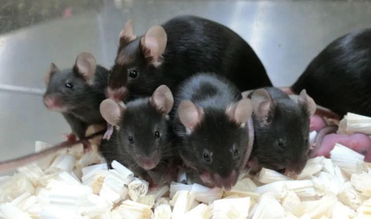 Știri de azi | Experiment revoluționar în China: Oamenii de știință au creat șoareci cu doi părinți masculi - Știri de azi | 