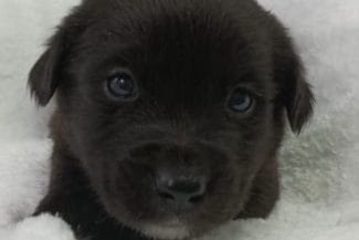 Știri de azi | Legătura neștiută dintre inima câinelui și inima stăpânului său: Ce a descoperit cel mai recent studiu - Știri de azi | 