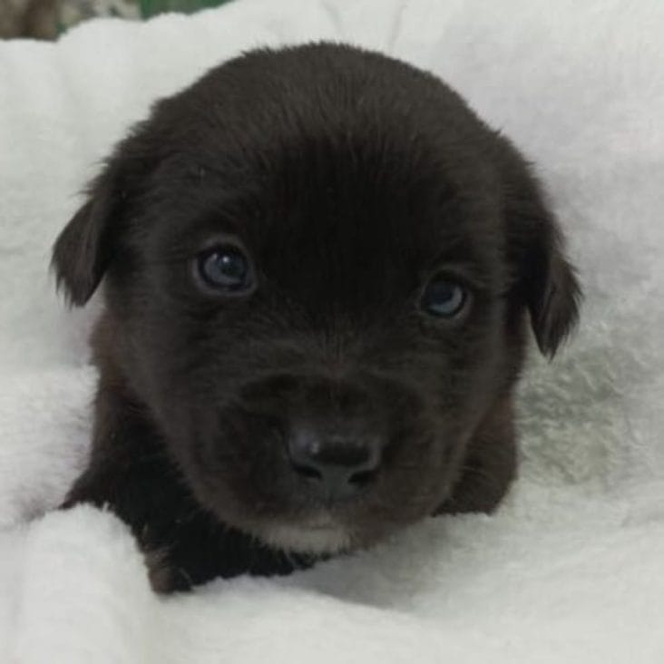 Știri de azi | Legătura neștiută dintre inima câinelui și inima stăpânului său: Ce a descoperit cel mai recent studiu - Știri de azi | 