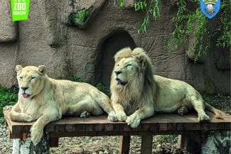 media-173625227768921200.jpg - Știri de azi Știri de azi | VIDEO Zoo Brașov explică imaginile cu leul alb ‘în stare de pishoză’: Are 21 de ani, o vârstă remarcabilă. Sănătatea sa s-a degradat, dar primește tratament - Știri de azi |