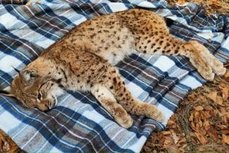 Știri de azi | Râs căzut într-o fântână, recuperat de salvamontiştii din Gorj/ Animalul nu s-a rănit în cădere şi a putut fi eliberat – FOTO, VIDEO - Știri de azi | 