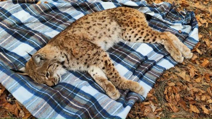 ras-gorj.jpg - Știri de azi Știri de azi | Râs căzut într-o fântână, recuperat de salvamontiştii din Gorj/ Animalul nu s-a rănit în cădere şi a putut fi eliberat – FOTO, VIDEO - Știri de azi |