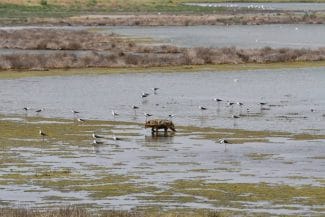 Știri de azi | Măsuri recomandate localnicilor şi crescătorilor de animale din Delta Dunării pentru reducerea pagubelor produse de şacali/ ARBDD: „Limitarea numărului de şacali se face prin limitarea accesului la hrană, şi nu prin împuşcare” - Știri de azi | 