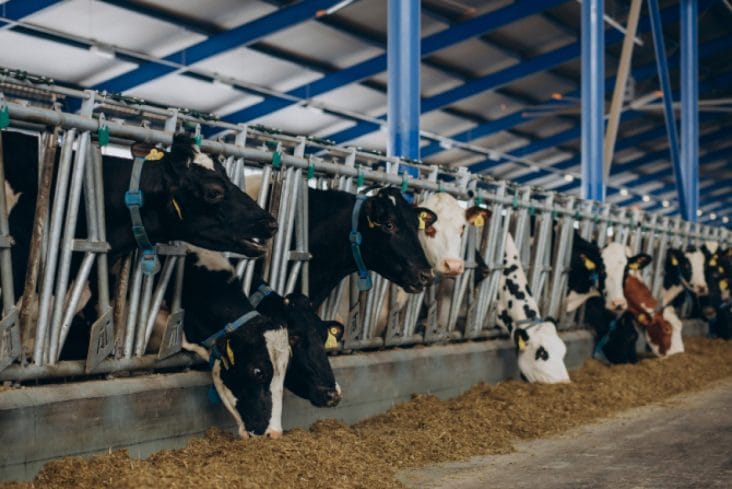 media-172803263126725300.jpg - Știri de azi Știri de azi | Vaci contaminate cu un nou tip de gripă aviară – Reprezintă un risc și pentru oameni - Știri de azi |