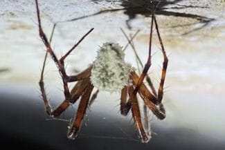 media-173856734755363300.jpeg - Știri de azi Știri de azi | Păianjeni ‘zombie’, controlați de o ciupercă necunoscută, descoperiți întâmplător: Fungii pot manipula mintea ‘gazdei’ în moduri terifiante - Știri de azi |