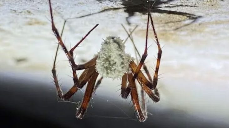 media-173856734755363300.jpeg - Știri de azi Știri de azi | Păianjeni ‘zombie’, controlați de o ciupercă necunoscută, descoperiți întâmplător: Fungii pot manipula mintea ‘gazdei’ în moduri terifiante - Știri de azi |