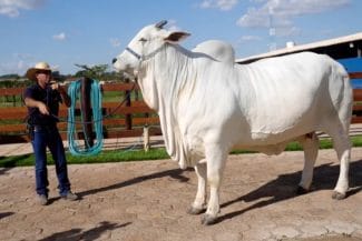 media-173865389201604800.jpg - Știri de azi Știri de azi | Cea mai scumpă vacă din lume a fost vândută pentru 4,38 milioane de dolari. Tranzacția a intrat în Cartea Recordurilor - Știri de azi |