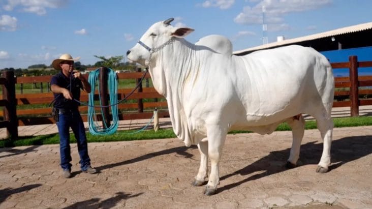 media-173865389201604800.jpg - Știri de azi Știri de azi | Cea mai scumpă vacă din lume a fost vândută pentru 4,38 milioane de dolari. Tranzacția a intrat în Cartea Recordurilor - Știri de azi |