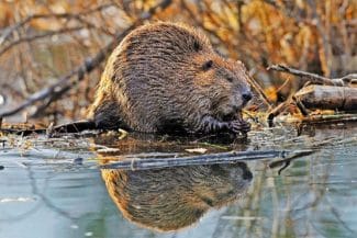 media-173892301843110200.jpg - Știri de azi Știri de azi | VIDEO Castorii au reuști să construiască în două zile un baraj: Autoritățile locale încă așteptau autorizațiile necesare acestui proiect - Știri de azi |