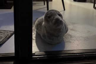 Știri de azi | O focă intră într-o cameră de hotel să-şi facă siesta, la Vlissingen, în sudul Olandei - Știri de azi | 