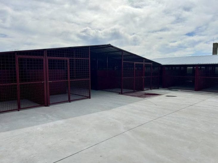 485695117-998297045788766-7810736660588533268-n.jpg - Știri de azi Știri de azi | Capacitatea de cazare a adăpostului ASPA Mihăileşti, mărită / Ţarcuri comune mari şi spaţioase pentru câini, dar şi un loc de joacă pentru patrupede, în urma lucrărilor care au durat două luni – FOTO - Știri de azi |