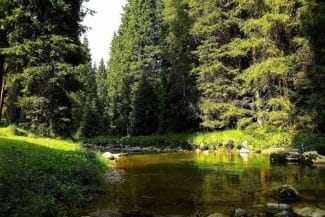 media-173002474316524100.jpg - Știri de azi Știri de azi | Pădure urbană de peste 7.000 mp pentru reducerea poluării şi creşterea umidităţii atmosferice - Știri de azi |