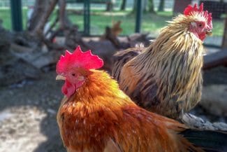 media-173034987464482200.jpg - Știri de azi Știri de azi | Alertă de gripă aviară: OIE confirmă o tulpină transmisibilă la om - Știri de azi |