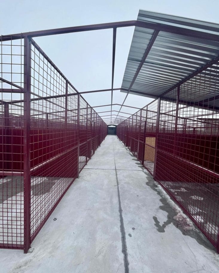 media-174092589985744000.jpg - Știri de azi Știri de azi | FOTO Capacitatea de cazare a adăpostului ASPA Mihăileşti a fost mărită, Ţarcuri comune mari şi spaţioase pentru câini - Știri de azi |