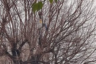 Știri de azi | Protest la Arestul Central! Stegarul Dac s-a urcat în copac și cere eliberarea lui Bogdan Peșchir - Știri de azi | 