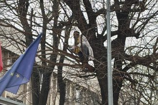 Știri de azi | VIDEO FOTO ‘Un elefant se legăna…la Arestul Central’ – ‘Stegarul Dac’ Cezar Avrămuță e de 20 de ore în copacul de la pușcăria Poliției - Știri de azi | 