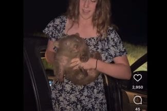 Știri de azi | Un influencer american care a furat un pui de wombat de la mama sa a părăsit Australia, după o reacţie dură din partea premierului şi a ministrului Imigraţiei - Știri de azi | 