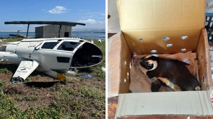 bird-island-bbc.png - Știri de azi Știri de azi | Un elicopter se prăbuşeşte în Africa de Sud, din cauza unui pinguin. ”Trump avea dreptate 100%. Aceşti pinguini sunt o problemă pentru securitatea mondială”, glumeşte un utilizator pe X. ”Acest război comercial degenerează rapid” - Știri de azi |