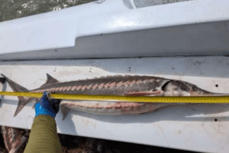 Știri de azi | Şapte sturioni şi un rechin prinşi în plase în Marea Neagră au fost eliberaţi de poliţiştii de frontieră / Aceştia fac cercetări pentru braconaj piscicol – VIDEO - Știri de azi | 