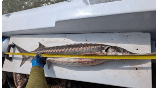 Știri de azi | Şapte sturioni şi un rechin prinşi în plase în Marea Neagră au fost eliberaţi de poliţiştii de frontieră / Aceştia fac cercetări pentru braconaj piscicol – VIDEO - Știri de azi | 