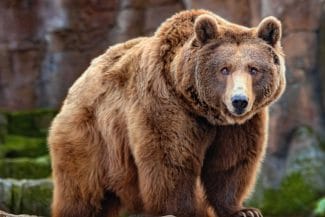 Știri de azi | RO-Alert în județul Prahova: Autoritățile au semnalat prezența unui urs în Cornetu de Jos - Știri de azi | 