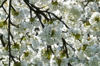 Știri de azi | Piatra-Neamţ organizează în premieră Târgul de Florii: produse pascale, flori şi concerte de pricesne - Știri de azi | 