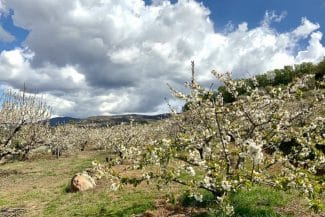 media-174567748925931300.jpg - Știri de azi Știri de azi | Arborii exotici care se adaptează la gerul din România. Garantează o producție mai mare decât pomii autohtoni - Știri de azi |