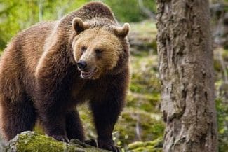 Știri de azi | Prahova: Mesaj RO-Alert în Cornu de Jos, pentru a alerta populaţia cu privire la prezenţa unui urs - Știri de azi | 