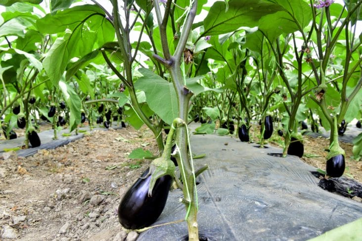 Știri de azi | Guvernul a aprobat o schemă de ajutor de minimis pentru legumicultori pentru perioada 2025-2027, de susţinere a producţiei de legume în sere, care prevede alocarea a 342,4 milioane lei în acest an - Știri de azi | 