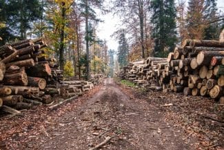 media-171894219316190600.jpg - Știri de azi Știri de azi | Lovitură dată mafiei lemnului în Mureș: sunt zeci de percheziții - Știri de azi |