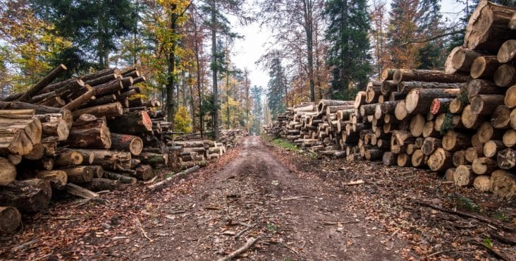 Știri de azi | Lovitură dată mafiei lemnului în Mureș: sunt zeci de percheziții - Știri de azi | 