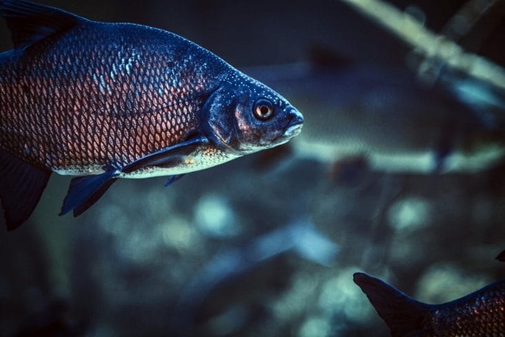 media-174650897702187800.jpg - Știri de azi Știri de azi | Pești pe orbită: Fermele spațiale care ar putea hrăni astronauții în viitor - Știri de azi |