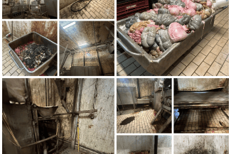 media-174659230223224400.png - Știri de azi Știri de azi | VIDEO Imagini greu de digerat: Inclusiv Piedone a făcut față cu greu, când a intrat într-un abator de lângă București. I-a închis pe loc - Știri de azi |