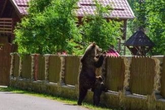 urs-covasna.jpg - Știri de azi Știri de azi | Fonduri de peste 2,5 milioane lei, acordate populaţiei pentru instalarea de garduri electrice în scopul prevenirii incidentelor şi pagubelor provocate de animalele sălbatice/ Ce sume pot obţine românii din zonele cu risc crescut - Știri de azi |