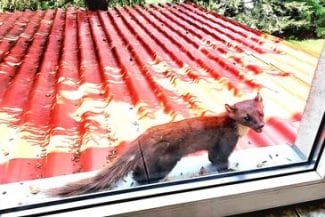 jderjpg - Știri de azi Știri de azi | Vizită inedită la Baza Salvamont din Rânca/ Un jder de copac a început să vină pe pervazul ferestrei – FOTO - Știri de azi |