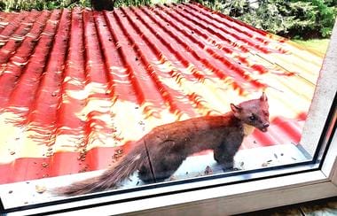 Știri de azi | Vizită inedită la Baza Salvamont din Rânca/ Un jder de copac a început să vină pe pervazul ferestrei – FOTO - Știri de azi | 