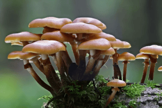 Știri de azi | Un bărbat din Iași a murit, iar soția și mama sa sunt în spital după ce au mâncat ciuperci culese din pădure - Știri de azi | 