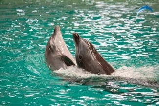 media-174094115478387900.jpg - Știri de azi Știri de azi | Delfinariul din Constanţa va fi redeschis după ce au fost încheiate lucrările de modernizare a bazinelor - Știri de azi |