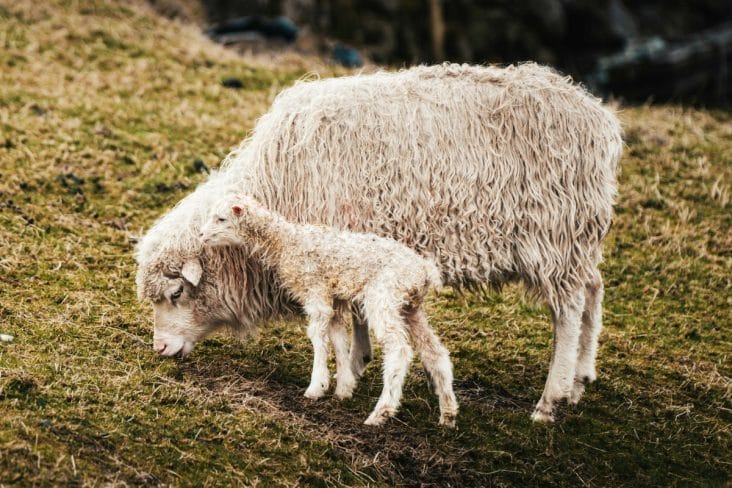 Știri de azi | ANSVSA propune consolidarea relațiilor comerciale cu Algeria printr-un acord pentru exportul de ovine vii - Știri de azi | 